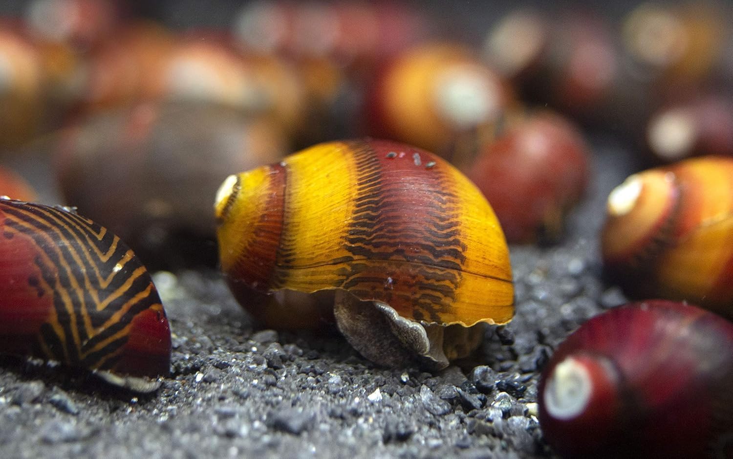 9 Red Racer Nerite Snail Top Algae Eaters for Freshwater Aquarium, Natural Tank Cleaner