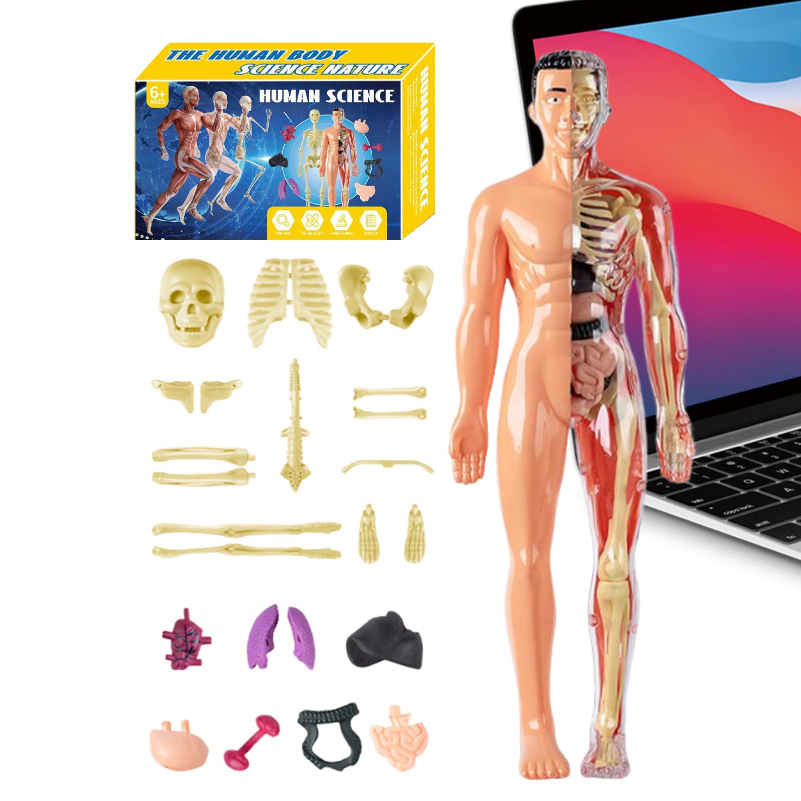 Amazon.co.jp: 人体模型 3D - 人体トルソーモデル 解剖学習用,教育現場