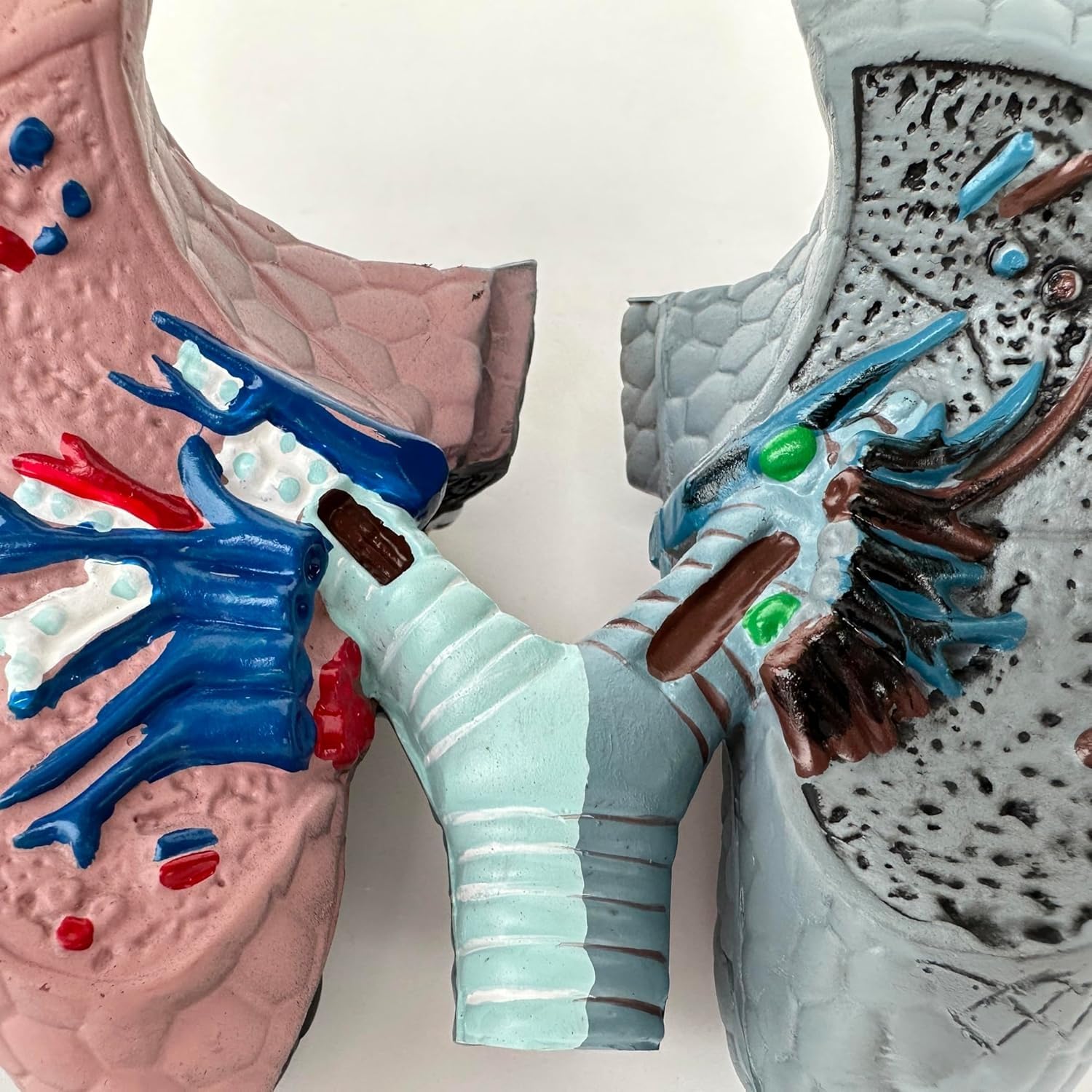 Model porównawczy palenia i zdrowych płuc, model anatomiczny dróg oddechowych i oskrzeli do nauczania, narzędzie do wyświetlania nauczania medycznego