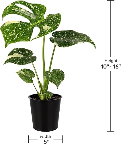 Miniatura 5 de 6P 2 Pink Princess, 2 Painted Lady, 2 Thai, Macetas cultivadoras, plantas vivas