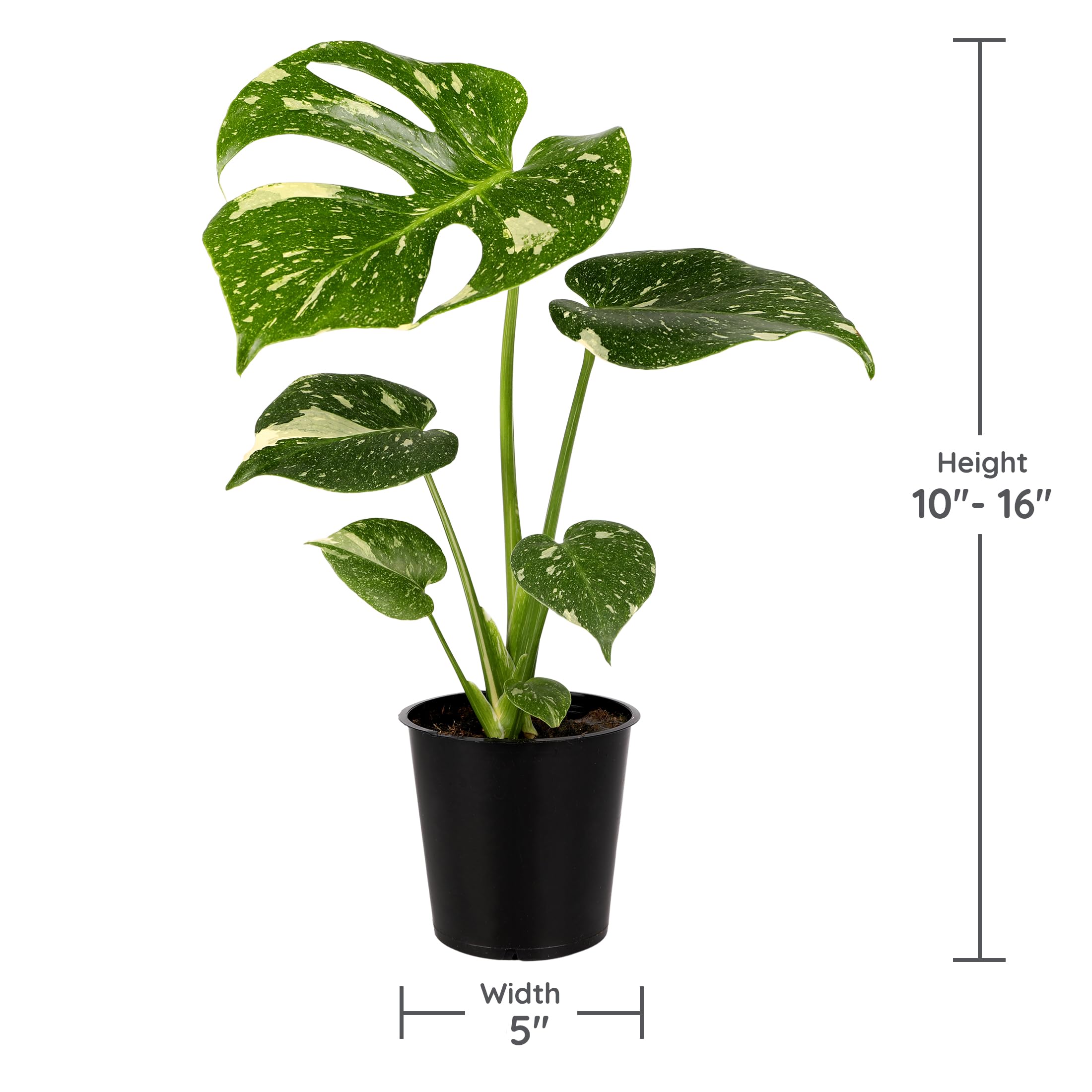 echinacea white swan plants Coneflower, White Swan Echinacea, Coneflower 1 GALLON