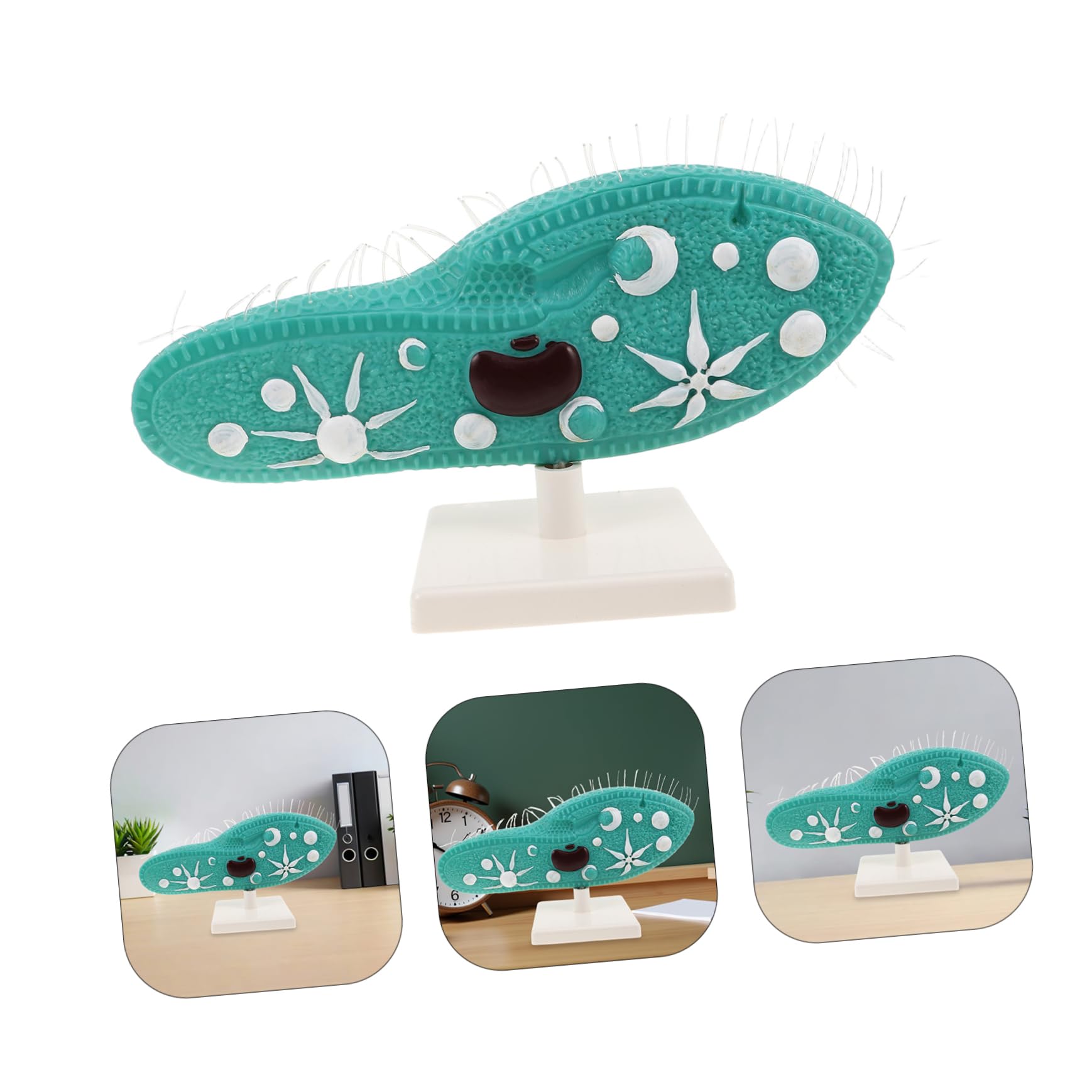 BESPORTBLE Modell mit Detailliertem Ziliendesign Pantoffeltierchen aus PVC Realistische Struktur und Ständer für Biologieunterricht und Naturwissenschaftliche Experimente im Klassenzimmer