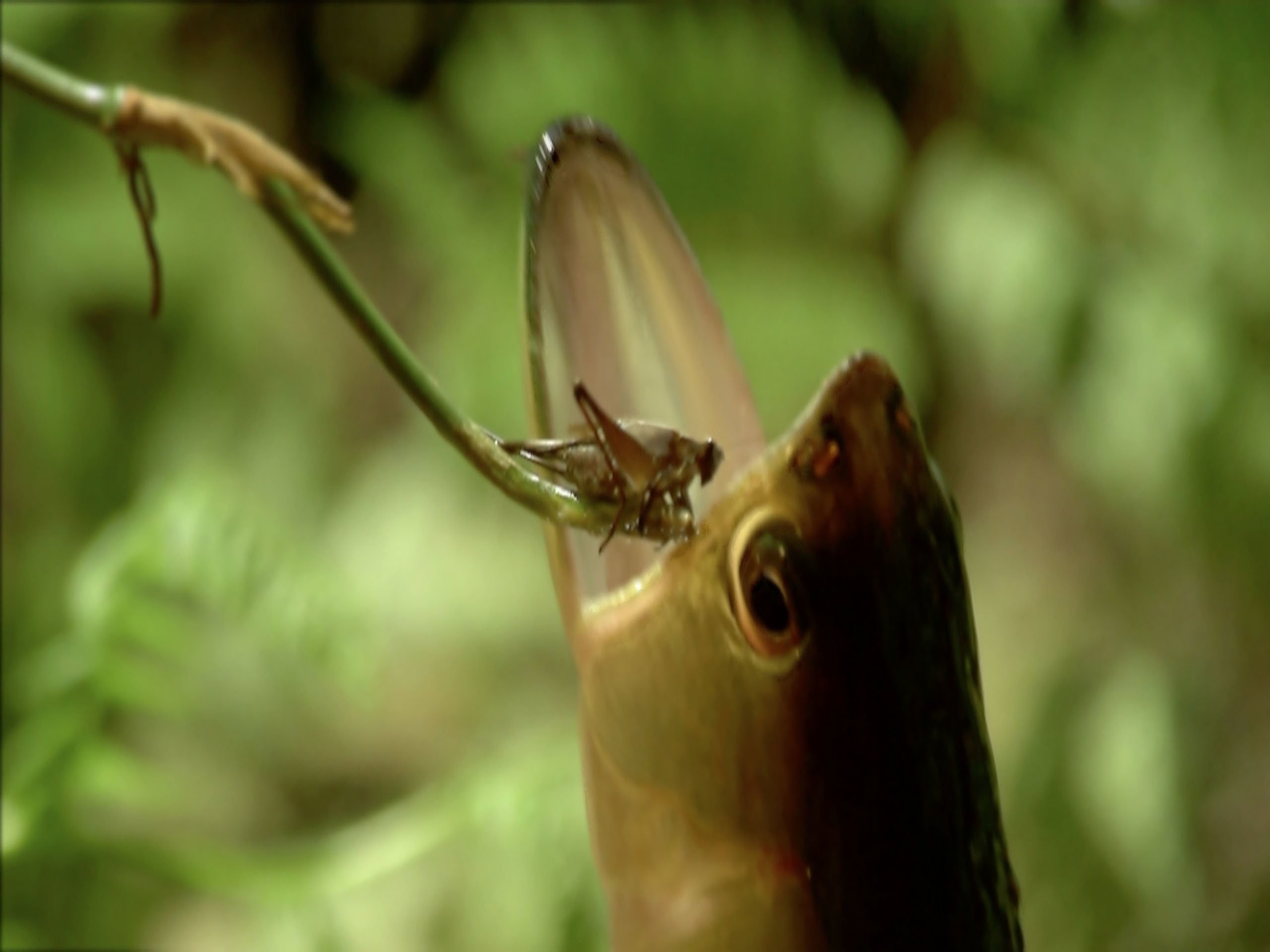 Watch Wild Amazon | Prime Video