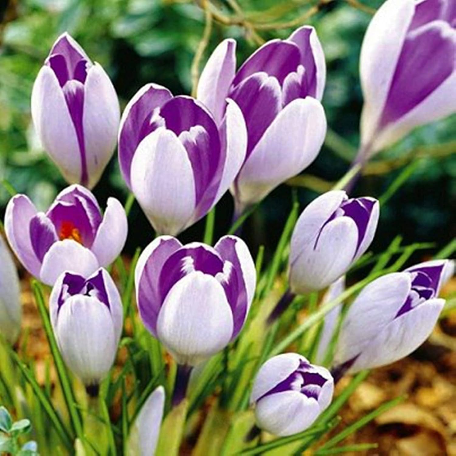 クロッカス 球根 New売り切れる前に 美しい家の植物 ユニークな花 B 多年生植物 5 クロッカス 球根 New売り切れる前に 美しい家の植物 ユニークな花 B 多年生植物 5