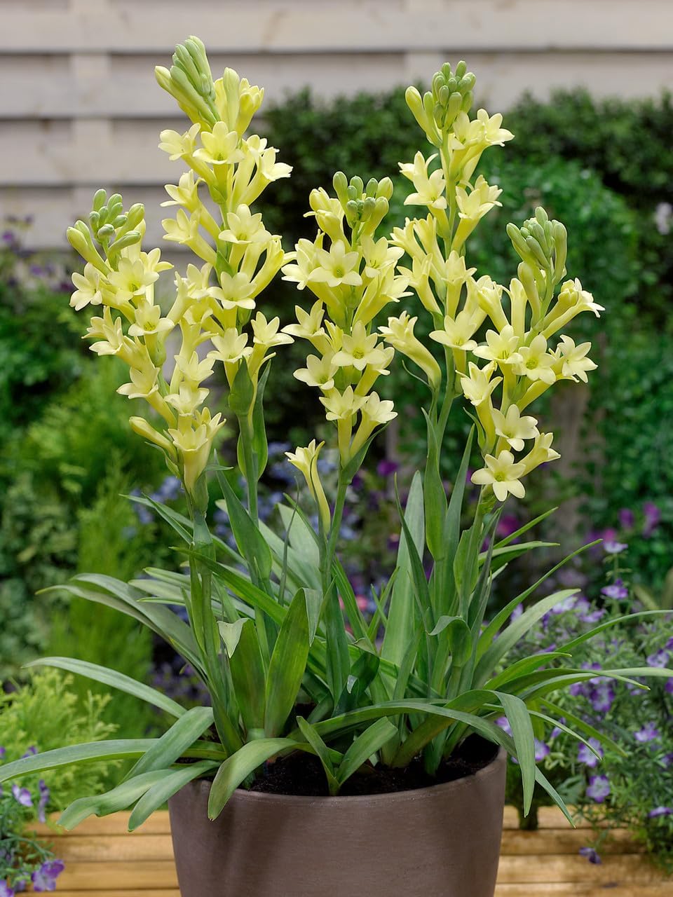Gurveplantationi Tuberose Bulbs Rajnigandha Outdoor Flowering Medicinal Live Plant with Pot Cultivation Herbal with Pot (Yellow) (B0D6YXWR5W) Amazon Price History, Amazon Price Tracker