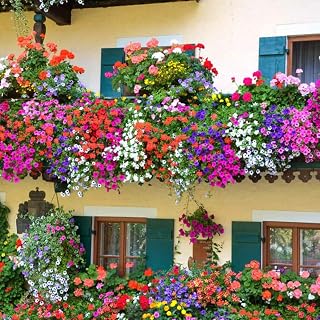 Balcony Flower Mix - 0.5 Gram Seeds + Freebie + Plant tag - Lobelia Petunia Marigold Snapdragon Busy Lizzie