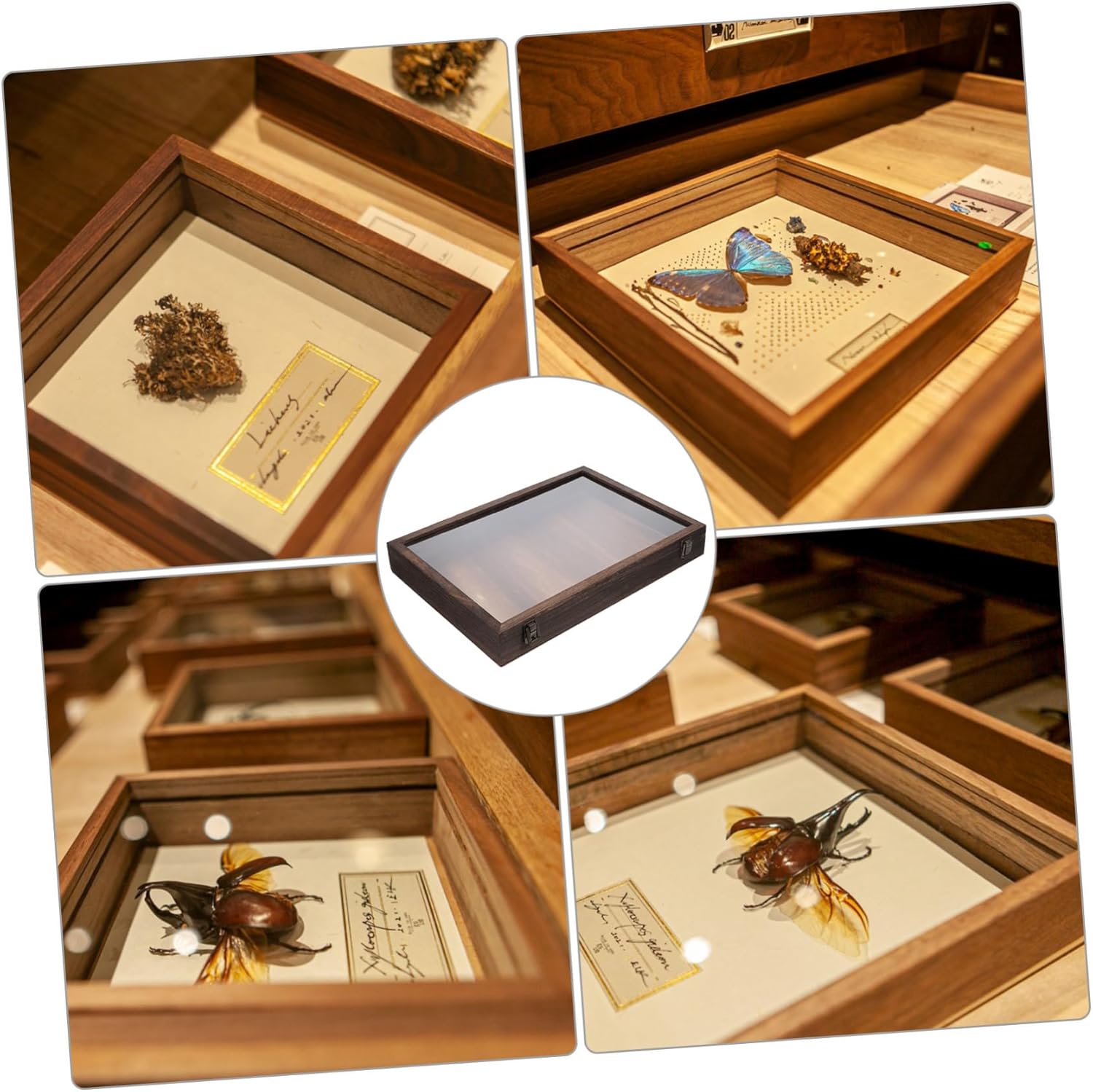 Cabilock Wooden Display Case for Specimens Elegant Frame for Butterflies Dried Flowers Plants Stylish Storage Box Carbon Color Design