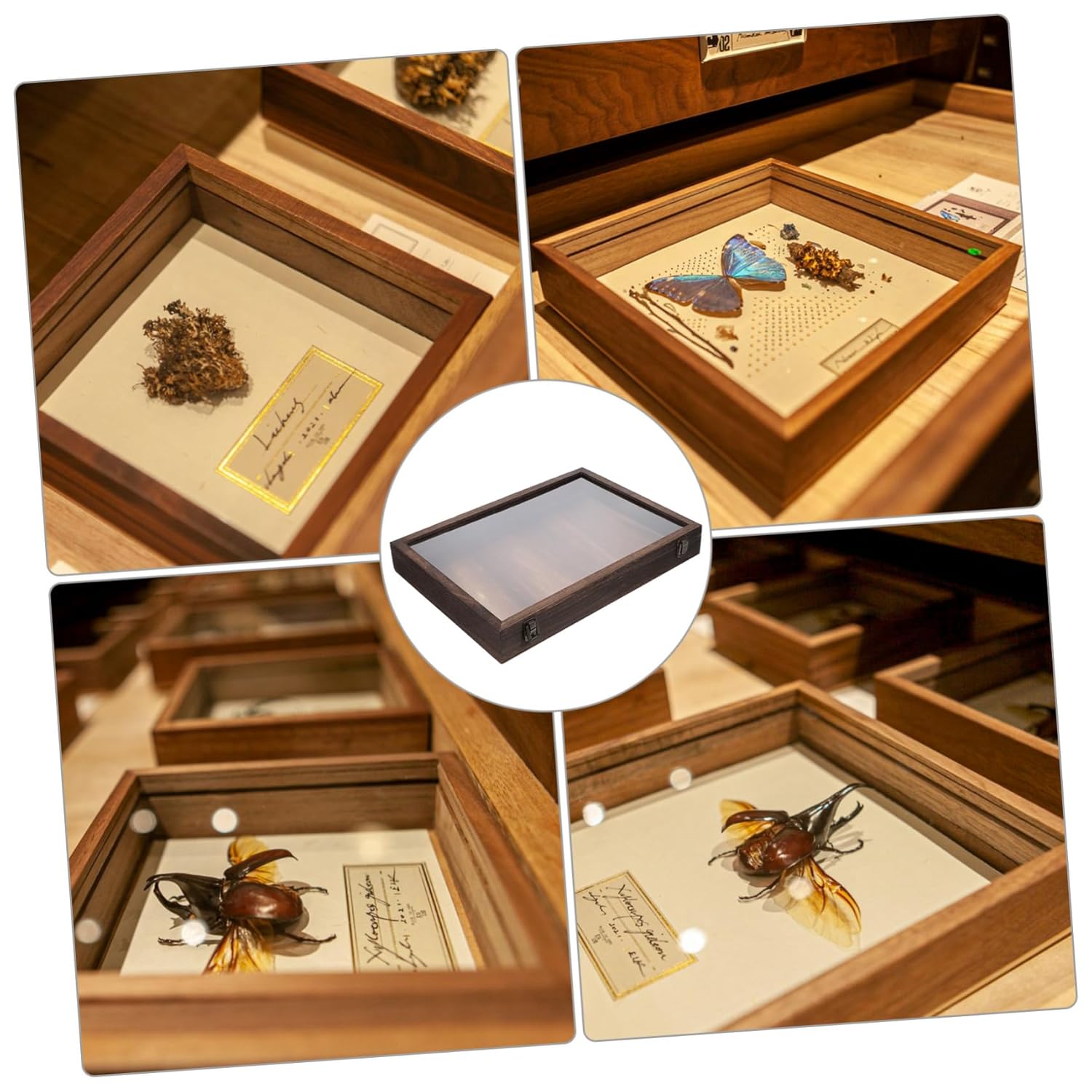 Butterflies Specimen Showcase Flower Display Case Box Wooden Insect Storage