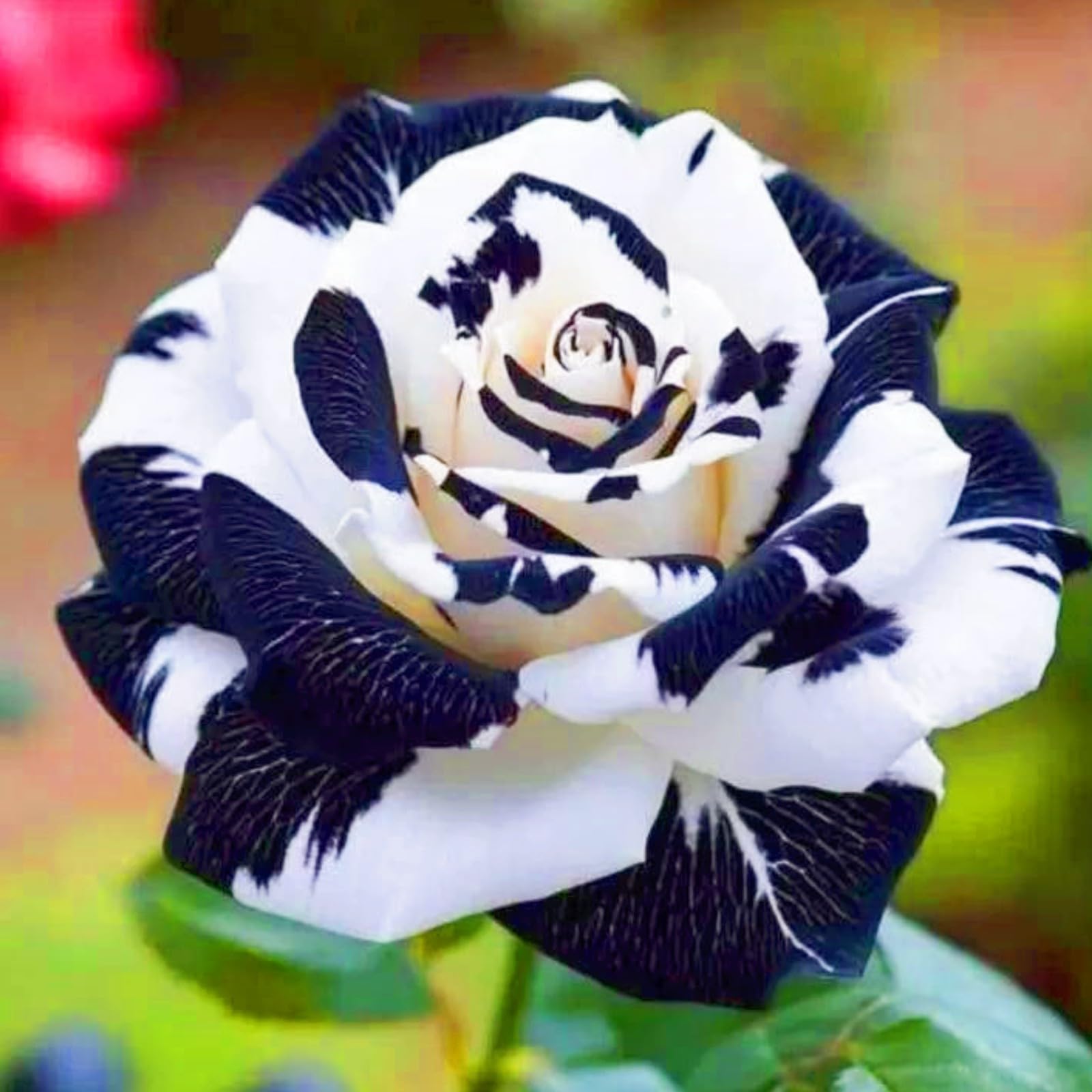 Bloom Year After Year Rose Plant Rose Bulbs Rich in Color Hardy Perennial/Plant Bulbs/Wedding Flowers-3bulbs-f
