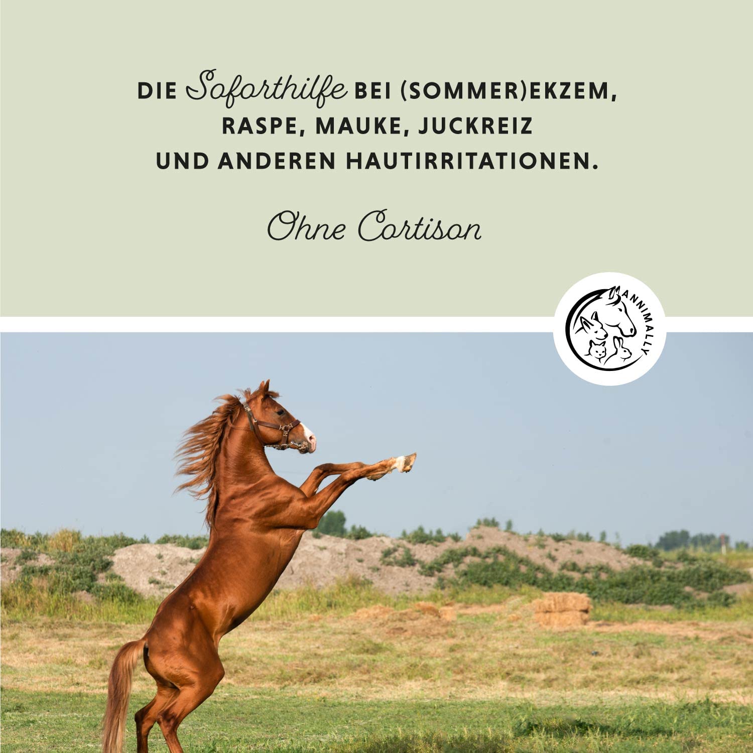Annimally Crème de Soin Plus 500 ML pour Chevaux – Crème hydratante et apaisante avec D-Panthénol et Huile de Camomille – Soin de la Peau Sensible, sèche et sujette aux irritations