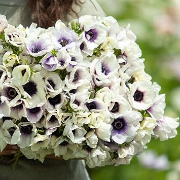 Eden Brothers Anemone Bulbs - Pastel Blue, 20 Bulbs