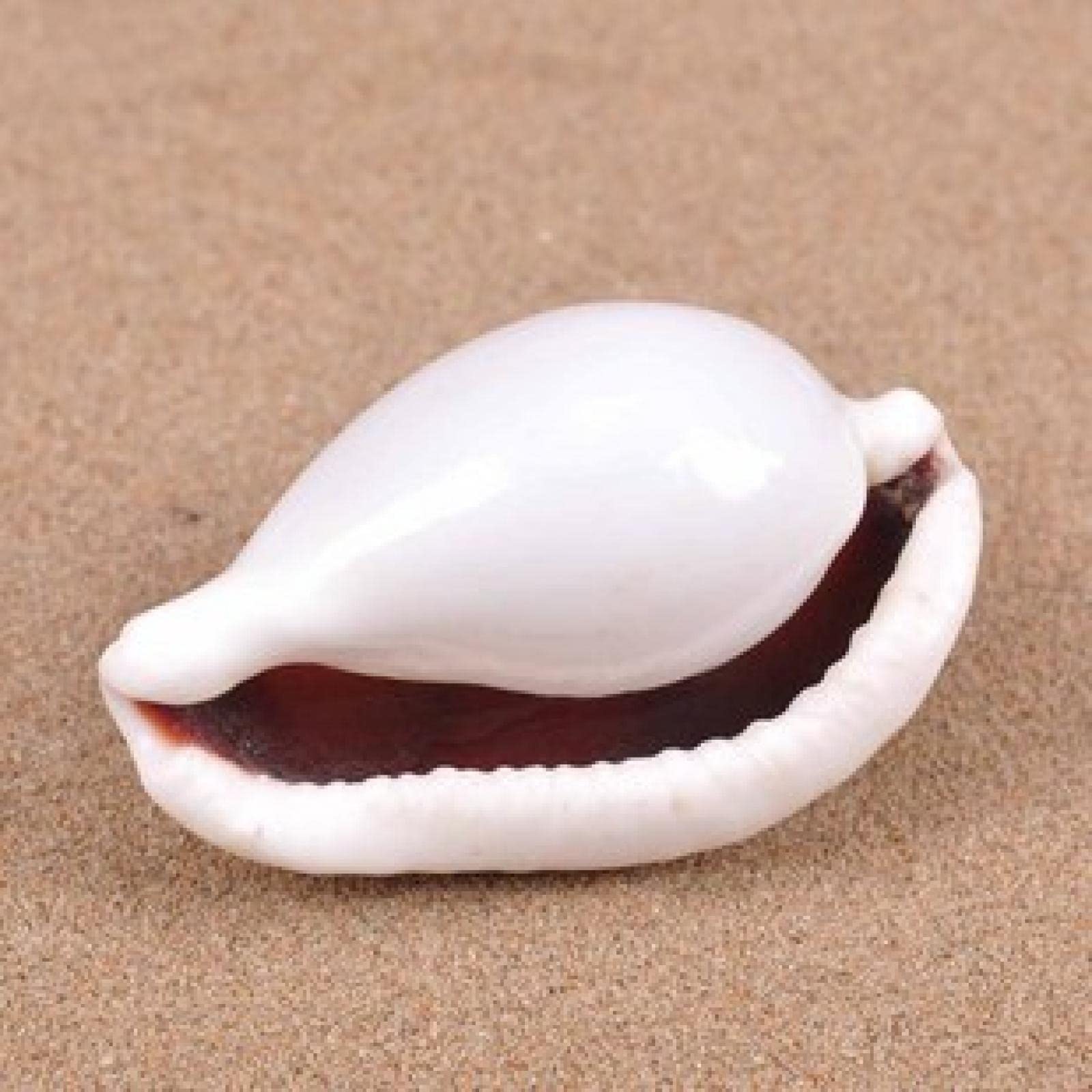 Coquillages de mer de conque naturels blancs pour décoration d'aquarium et artisanat, 2 pièces