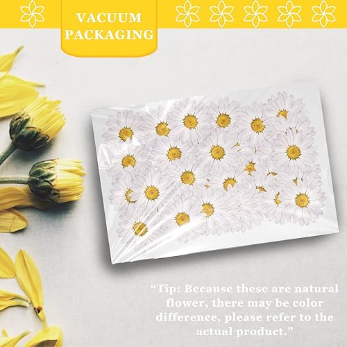Miniatura 3 de Flores secas de margarita blanca para adornos de manualidades, 60 flores naturales prensadas para joyería de resina, decoración de caja de teléfono,