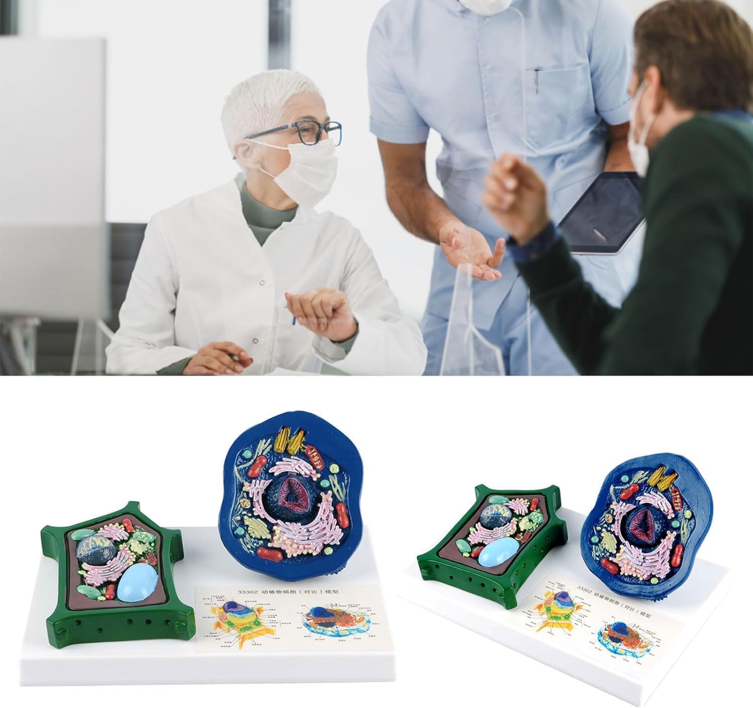Animal and Plant Cell Anatomy Model with Removable Parts Anatomical Comparative Model of Animal and Plant Cells Biological Teaching aids