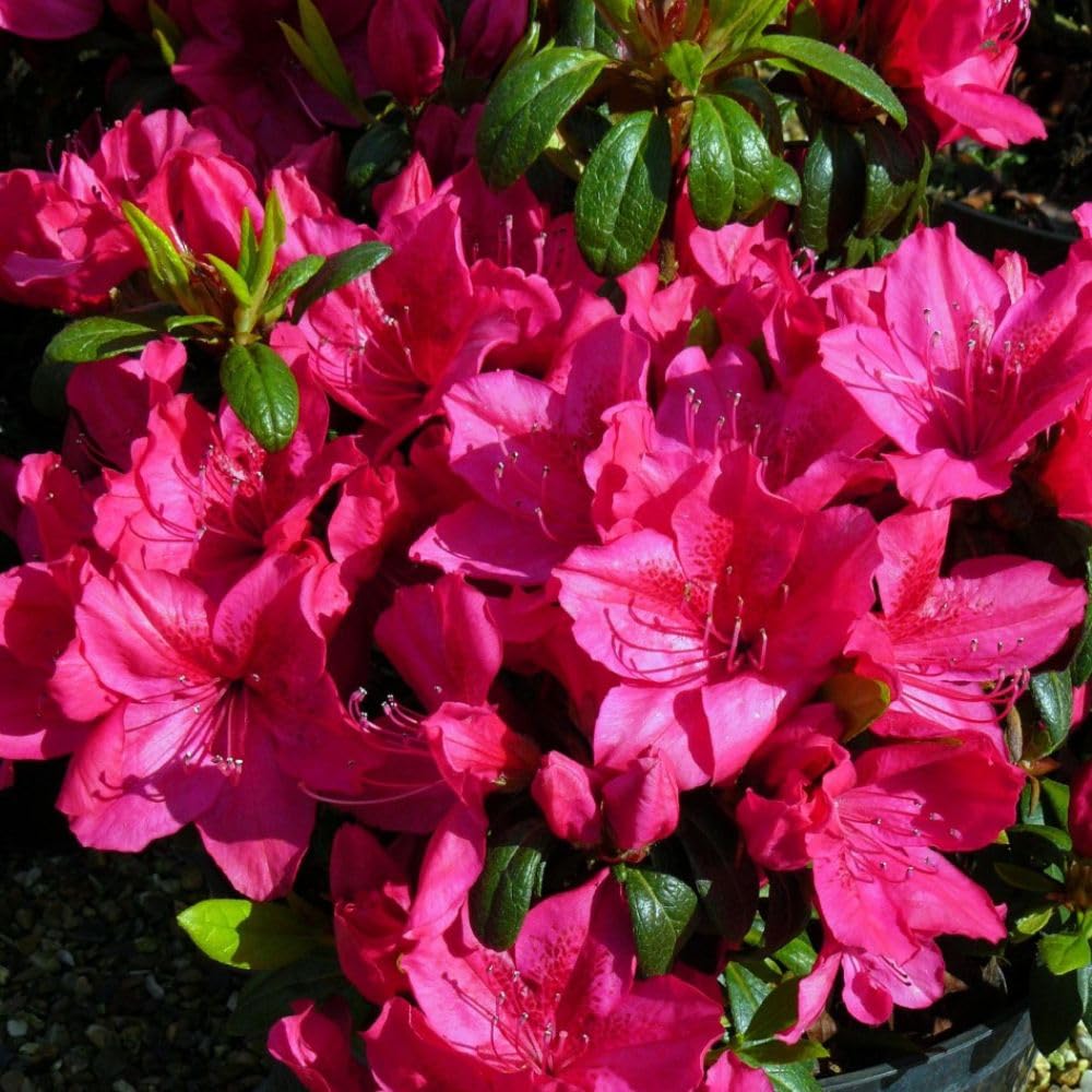 Rhododendron 'Georg Arends' - Evergreen Azalea with Rosy-Red Blooms - Compact Hardy Shrub – 2X 3 Litre Potted Plant by Thompson & Morgan