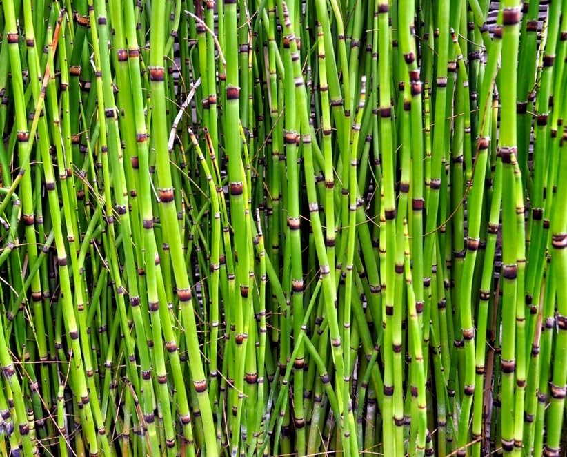 Horsetail Grass Cuttings to Grow - Unrooted - Water Bamboo, Roots and Grows Fast in just Water (10...