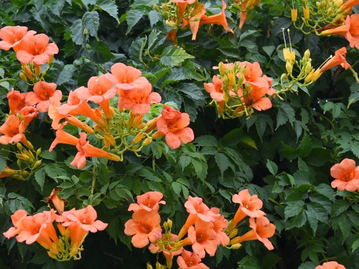 Orange Trumpet Creeper Vine