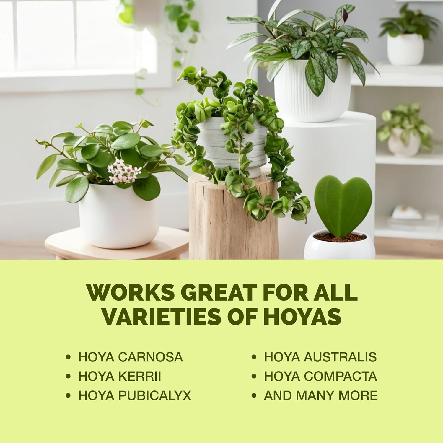 Hoya Fertilizer – Liquid Plant Food for More Blooms, Thick Waxy Leaves & Longer Vines, 32 oz