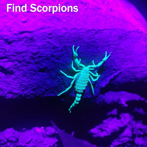 Miniatura 3 de Linterna UV de luz negra, linterna ultravioleta de 365 nm y 395 nm, lámpara de mano para detección de manchas de orina de mascotas, rocas y