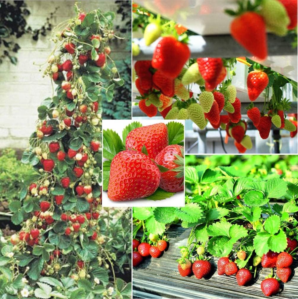 250+ Red Climbing Strawberry Seeds Everbearing Fruit Plant Home Garden Sweet and Delicious