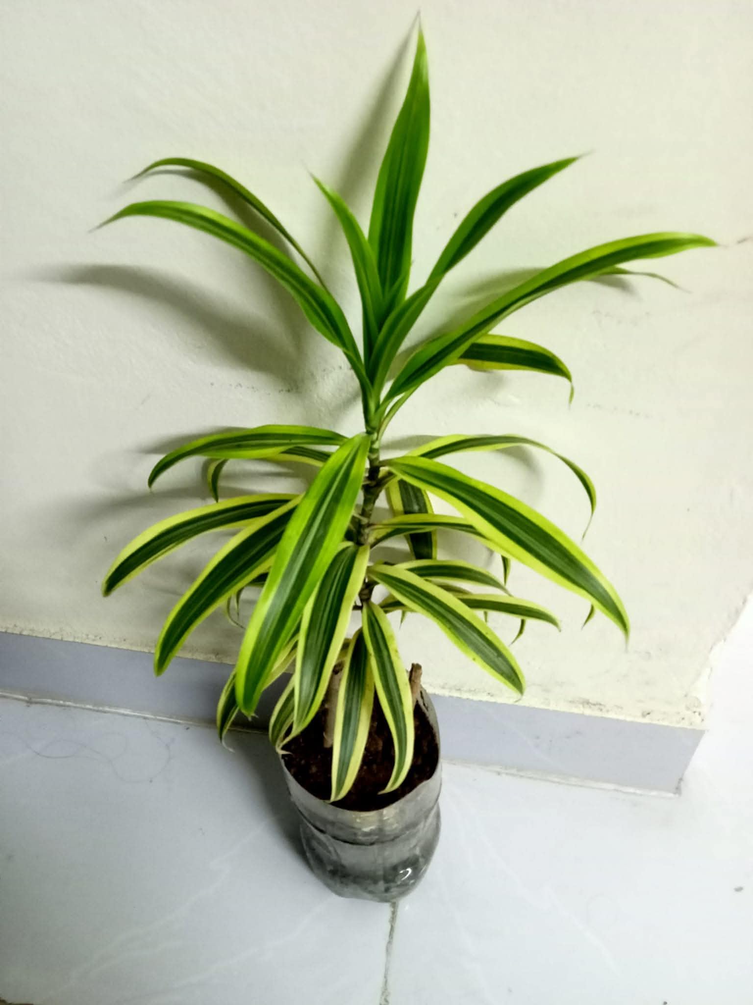 The Gifti ® Song Of India Best Indoor Live Plant (Air Purefying) For Home & Graden || Indoor Plant Air Purifying Plants(Pack Of 1)-image-43