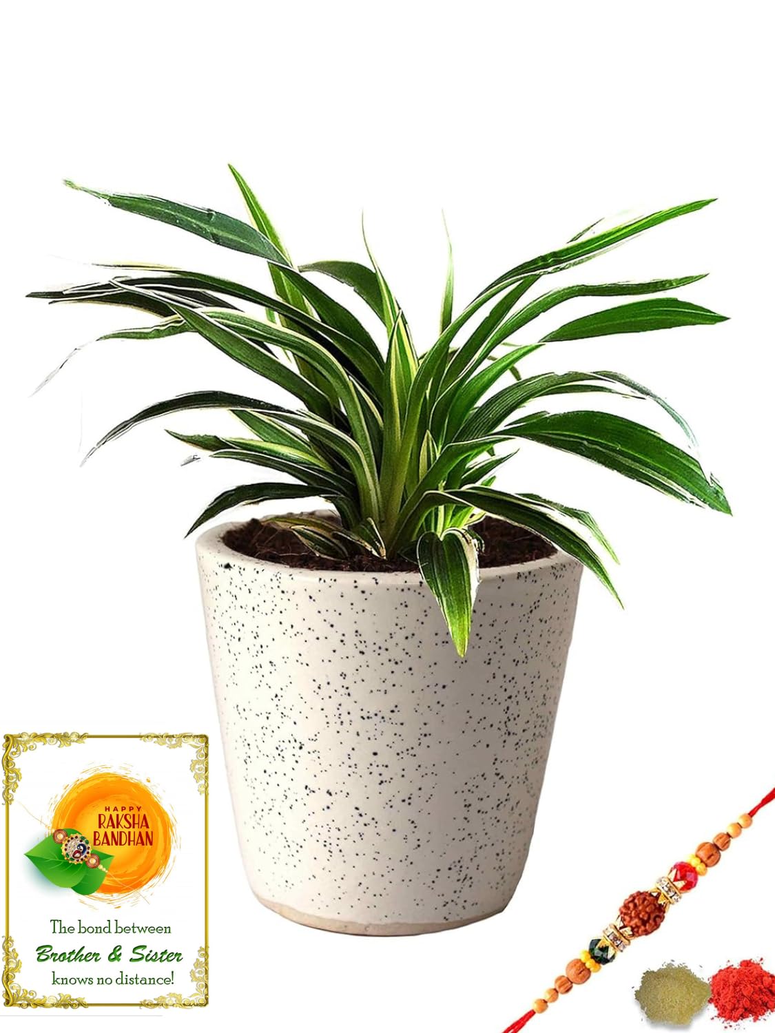 Rolling Nature Rakhi Combo of Air Purifying Spider Plant in White Dew Bucket Ceramic Pot (B07GL56BQK) Amazon Price History, Amazon Price Tracker