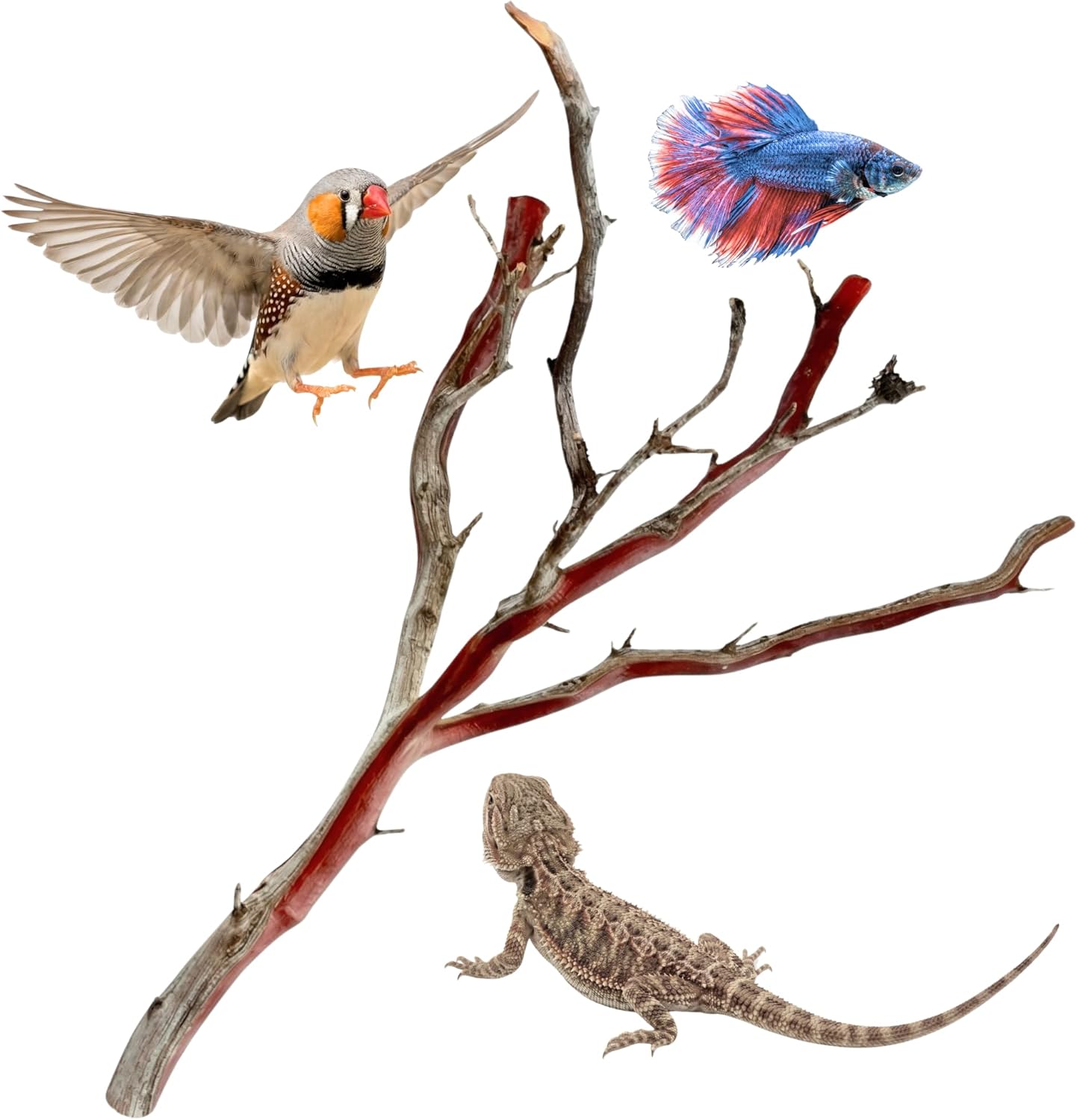 Manzanita Driftwood for Large Aquariums & Reptile Tanks (20-24””) 30–75 Gallon Tank | for Aquascaping & Terrarium Decor | Hardwood Branches, Unique Shapes | Large Fish, Monitor Lizards, Chameleons