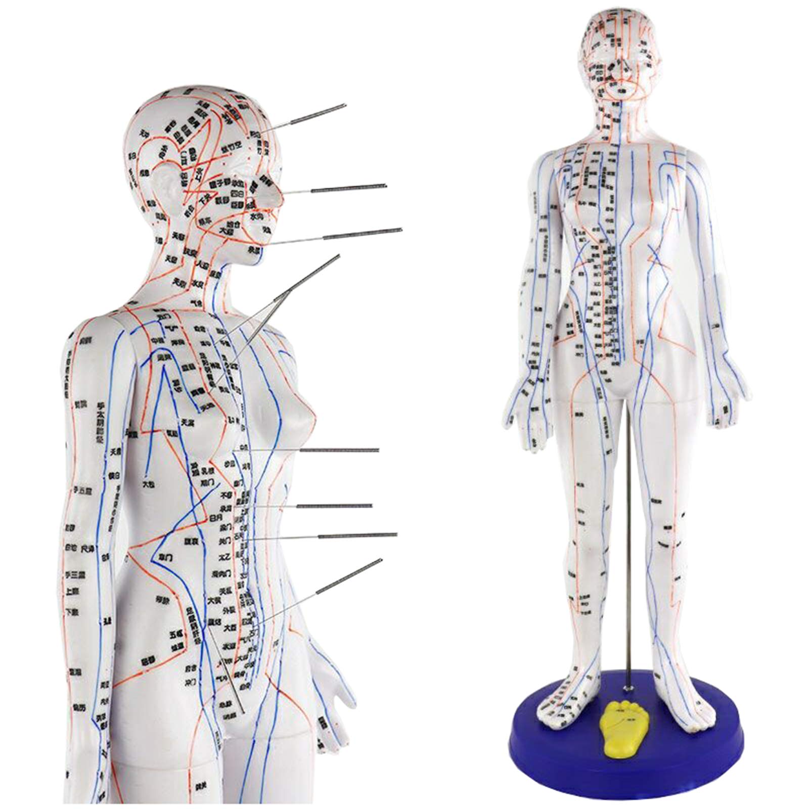 Sjdopulse Women's A Medical Cupuncture Natomy Model - 50Cm/19.6" Cupuncture Model - Professional Chinese Medicine Cupuncture Model Tuin Massage Pulse Reflex Model For Study Teaching (A)
