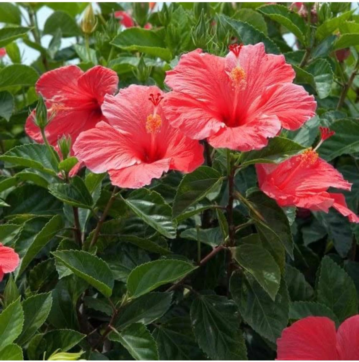 Original Real Live Red Hibiscus Flower Plant Live Flower Plant Grown from Cuttings Upto 1.5ft Height Pack of 1