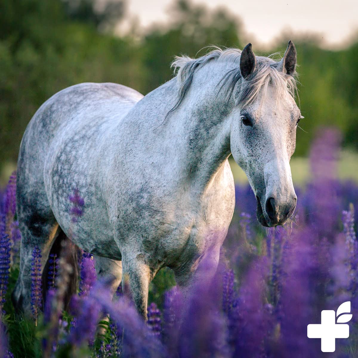 ReaVET Relax Liquide pour Chevaux 500ml - Cheval sédatif, Chevaux stressés et anxieux, apaisement nerveux du Cheval, Calme et sérénité