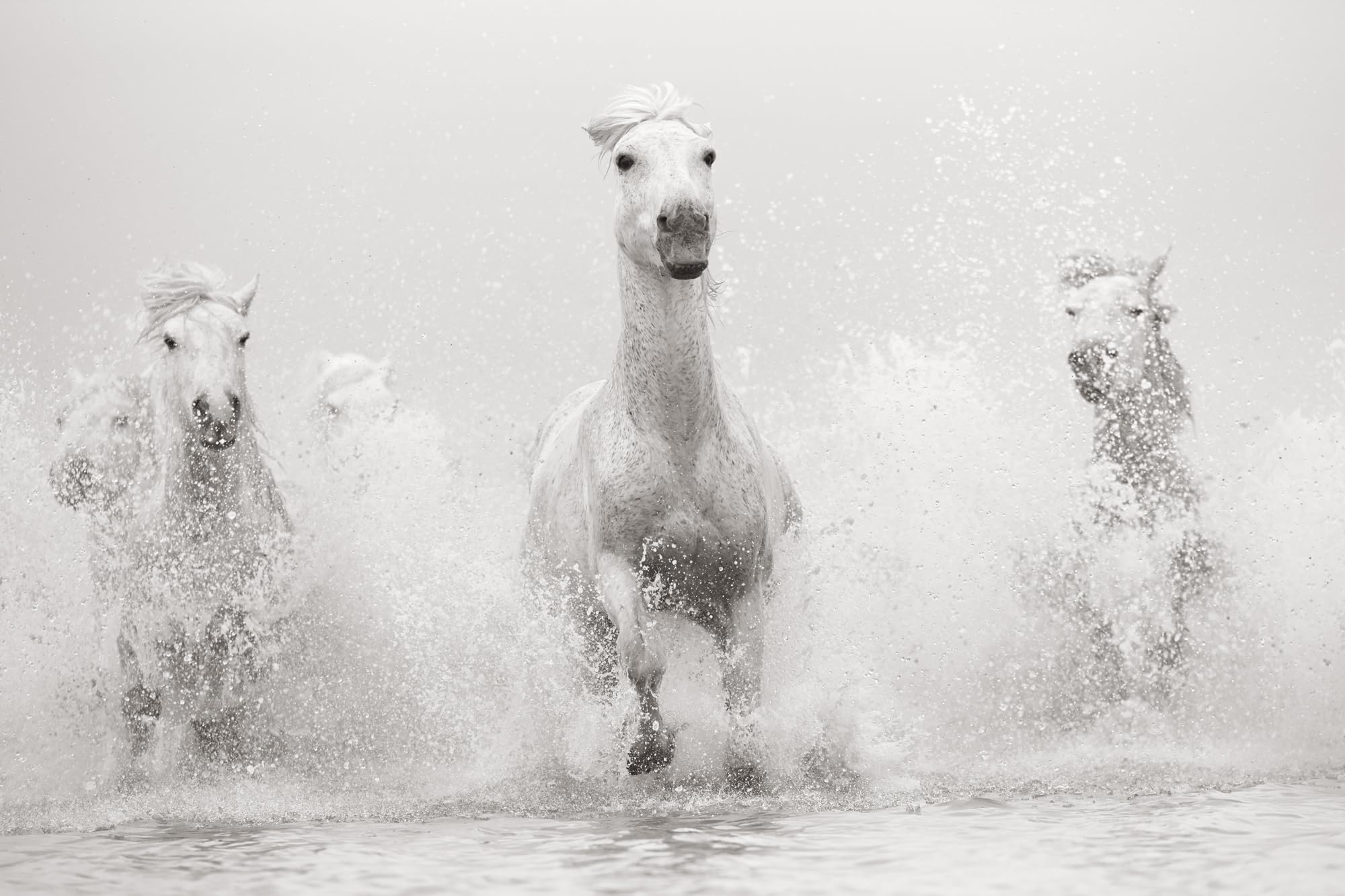 Untamed Spirits: Horses from Around the World /anglais/allemand