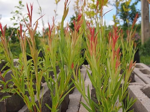 Miniatura 2 de montón de 5 Rojo Willow Esquejes – Salix koriyanagi "rubykins – 7 A 9 inches