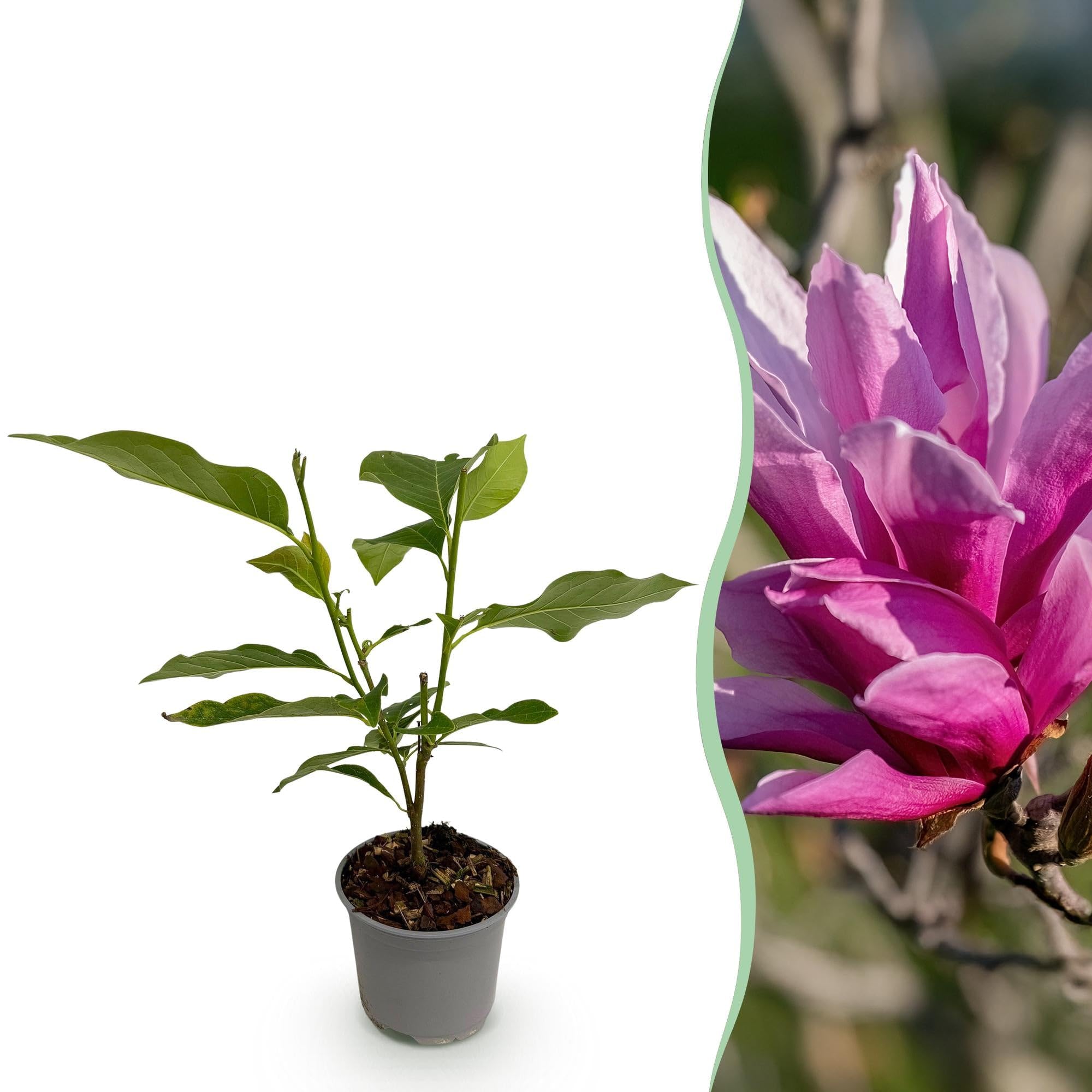 Magnolia liliiflora Nigra Gartenpflanze 3 Pflanzen ca. 30 cm