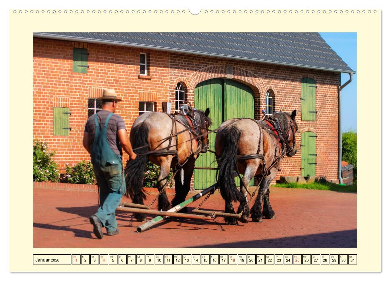 Arbeitspferde - Alltag des belgischen Kaltbluts (hochwertiger Premium Wandkalender 2026 DIN A2 quer), Kunstdruck in Hochglanz: Dieser Kalender zeigt ... belgischen Kaltblütern (CALVENDO Mobilitaet)