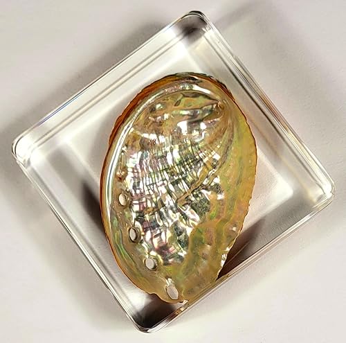 Miniatura 3 de Cangrejo real de 2.874 in en resina de lucita cristalina, muestra preservada Mictyris Brevidactylus Sea Marine Aimal Taxidermia Colección de