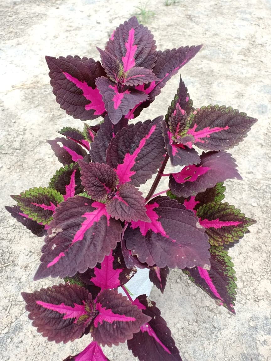 Henna Coleus Live Plant (B0BRJHP6HD) Amazon Price History, Amazon Price Tracker