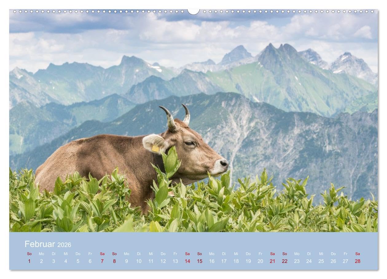 Allgäuer Rindvieh 2026 (hochwertiger Premium Wandkalender 2026 DIN A2 quer), Kunstdruck in Hochglanz: Ein Kalender für alle Allgäu- und Kuhliebhaber. (CALVENDO Tiere)
