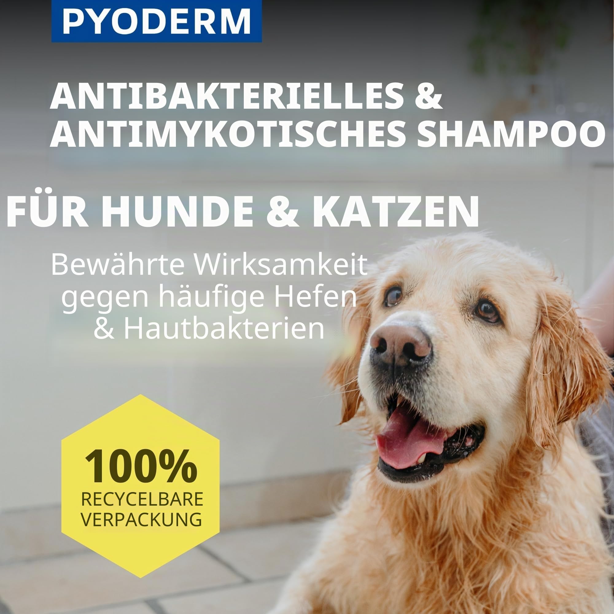 SHAMPOING PYODERM GLYCOTEC Chien & Chat 250 ml