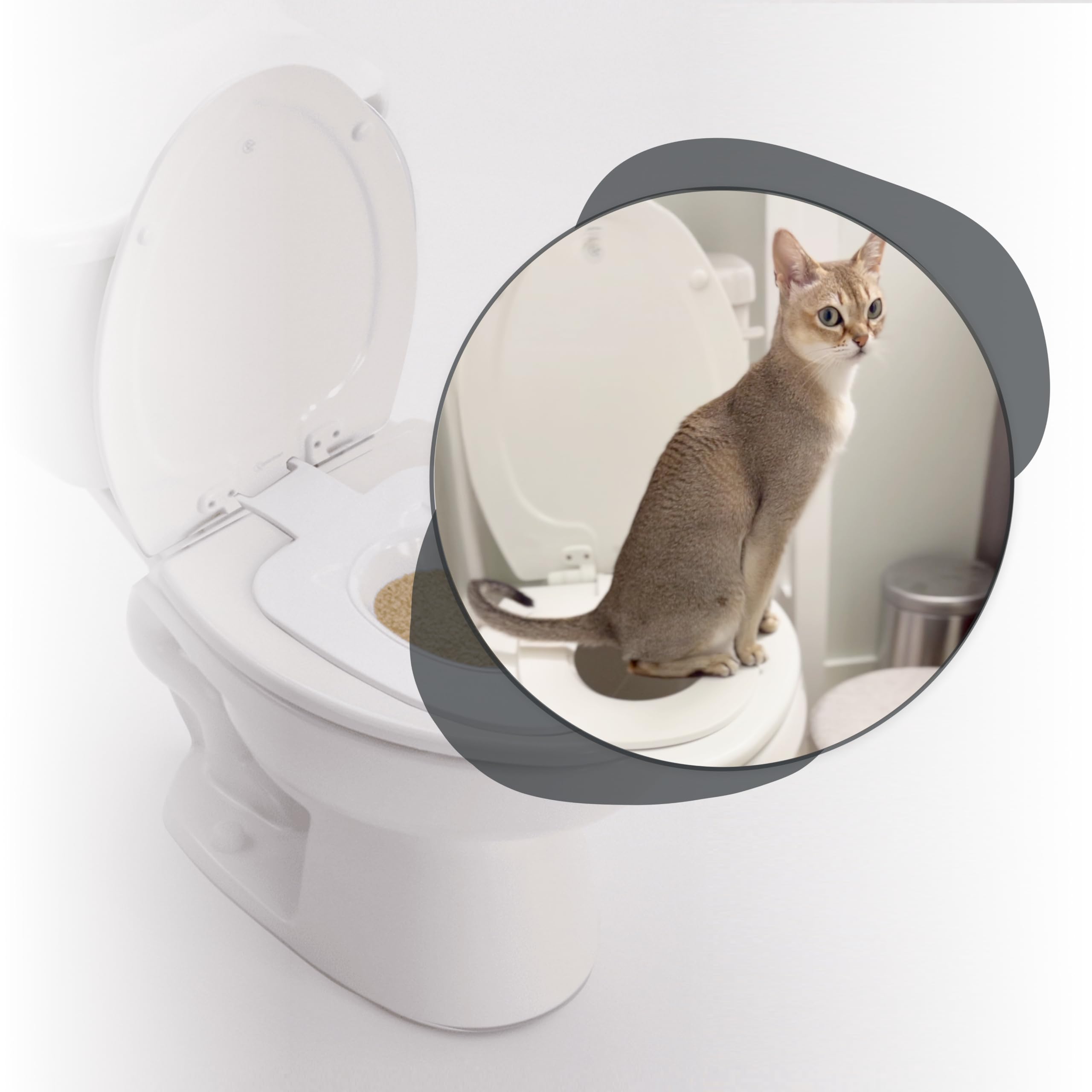 Potty Training a Cat: Simplified Steps for Success