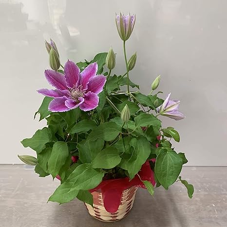 Amazon ギフト 鉢植え クレマチス 5号 ドクターラッペル カゴラッピング付き 底面給水 観葉植物 オンライン通販