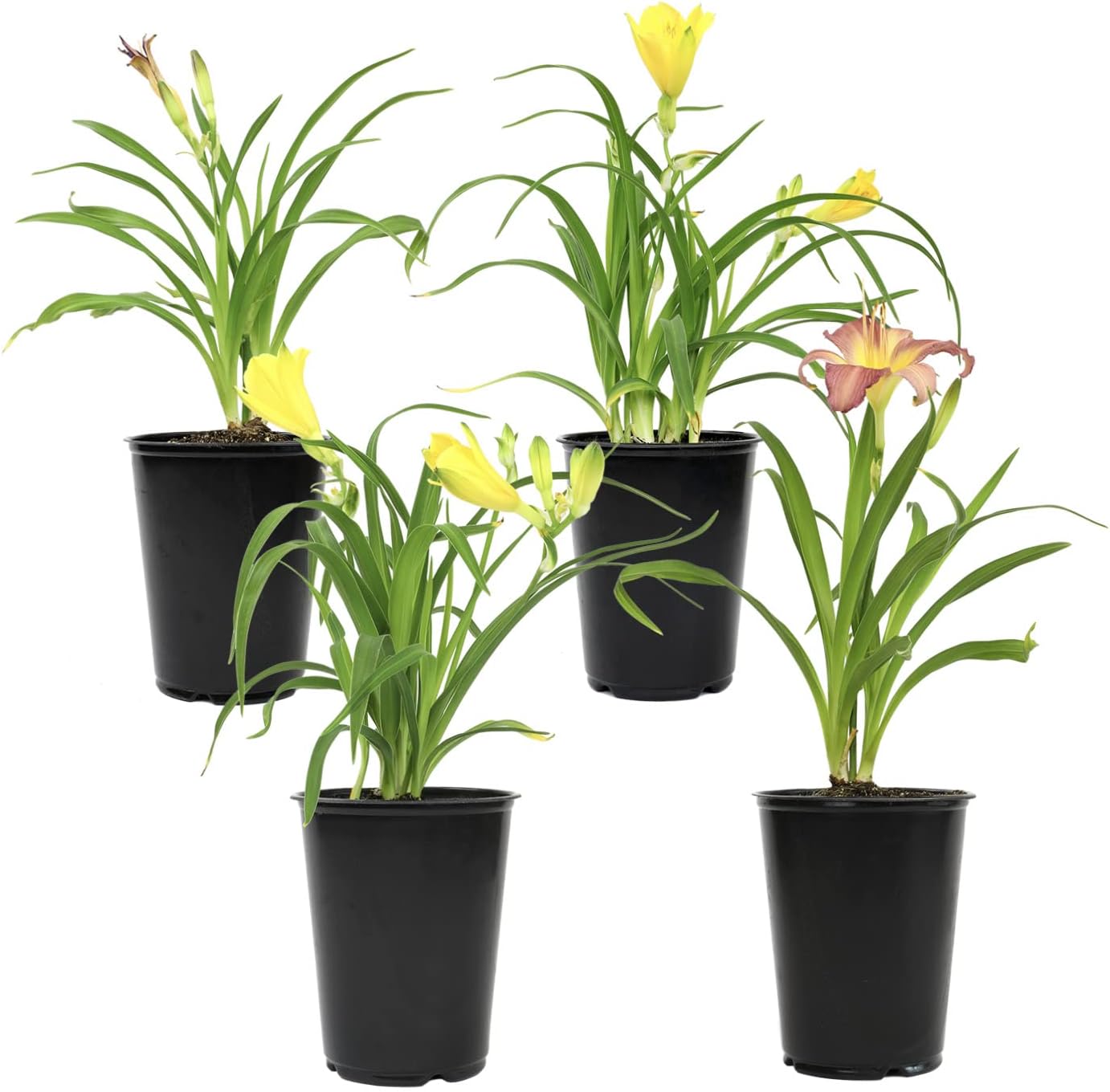 Live Daylily Flower (4 Pack), Real Flowering Plants for Spring Gardening, Easy Plant Care, Assorted Colors Multipack, Sun Loving Lily, Prolific Bloomers, Colorful Hemerocallis Lilies