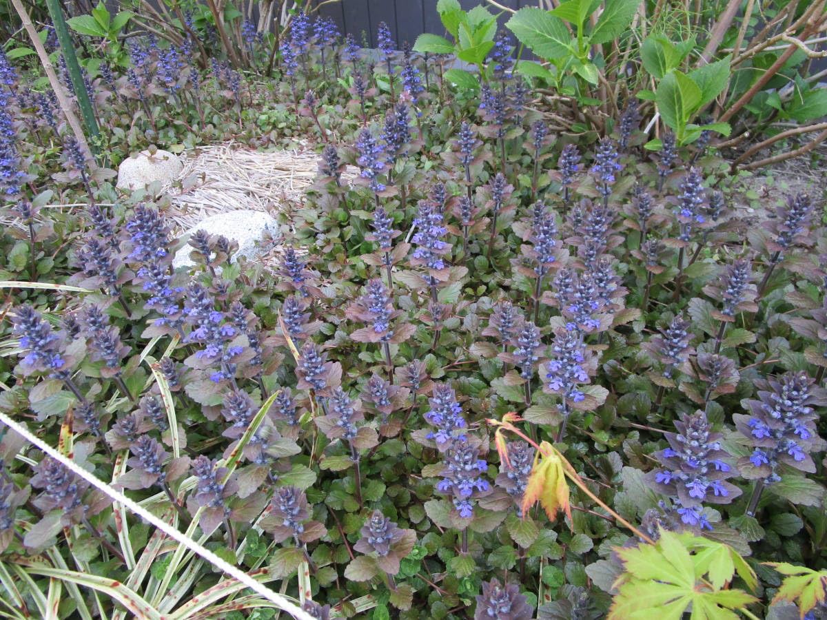 Amazon.co.jp: アシュガの抜き苗5株②ジュウニヒトエ 多年草 花