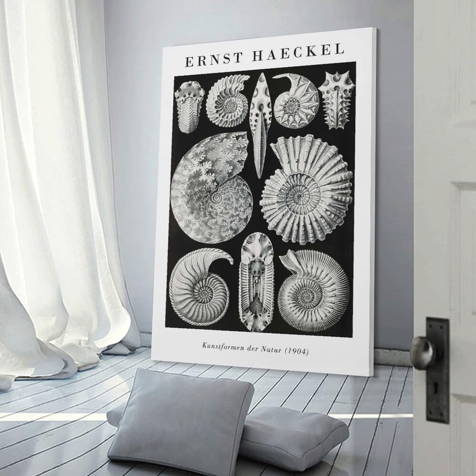 Junmoney Ernst Haeckel Ammonite Illustration Home Decor Wall Art, 08x12inch(20x30cm), for Calm Bedrooms, Home Corners Or Flats, Canvas Wall Decor for Personal Spaces