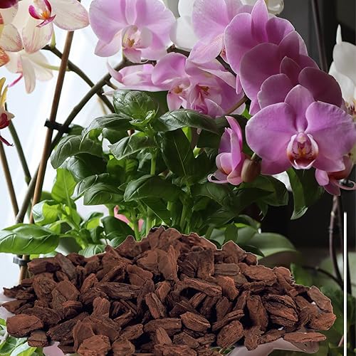 Miniatura 6 de Orchid Barks - Corteza de pino orgánico de Nueva Zelanda para orquídeas, mezcla natural de corteza de pino de Nueva Zelanda, chips medianos de