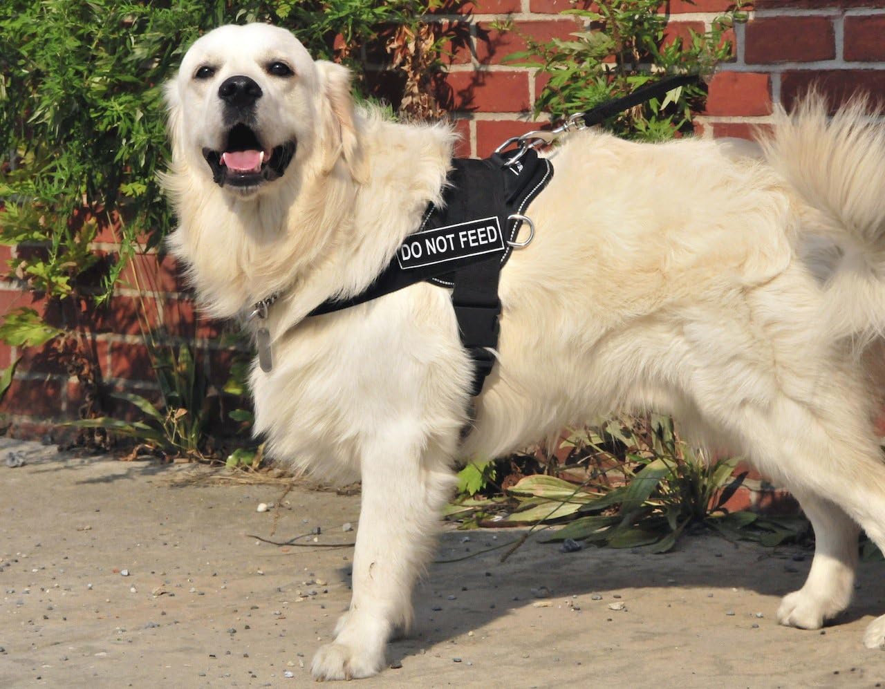 Dean & Tyler DT Fun Work Dog Harness with Do Not Feed Velcro Patches, Reflective Trim, Medium