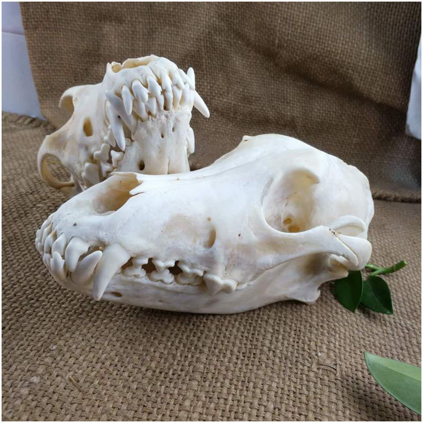 Sjdopulse A Dog Skull Specimen - Canine Dog Skull Model - Nimal Skull Model Dog Skull Natomy Model - Pvc Material Dog Skull Skeleton Model - For Veterinary Teaching Study,Bar Home Decoration Rt Collection ( )