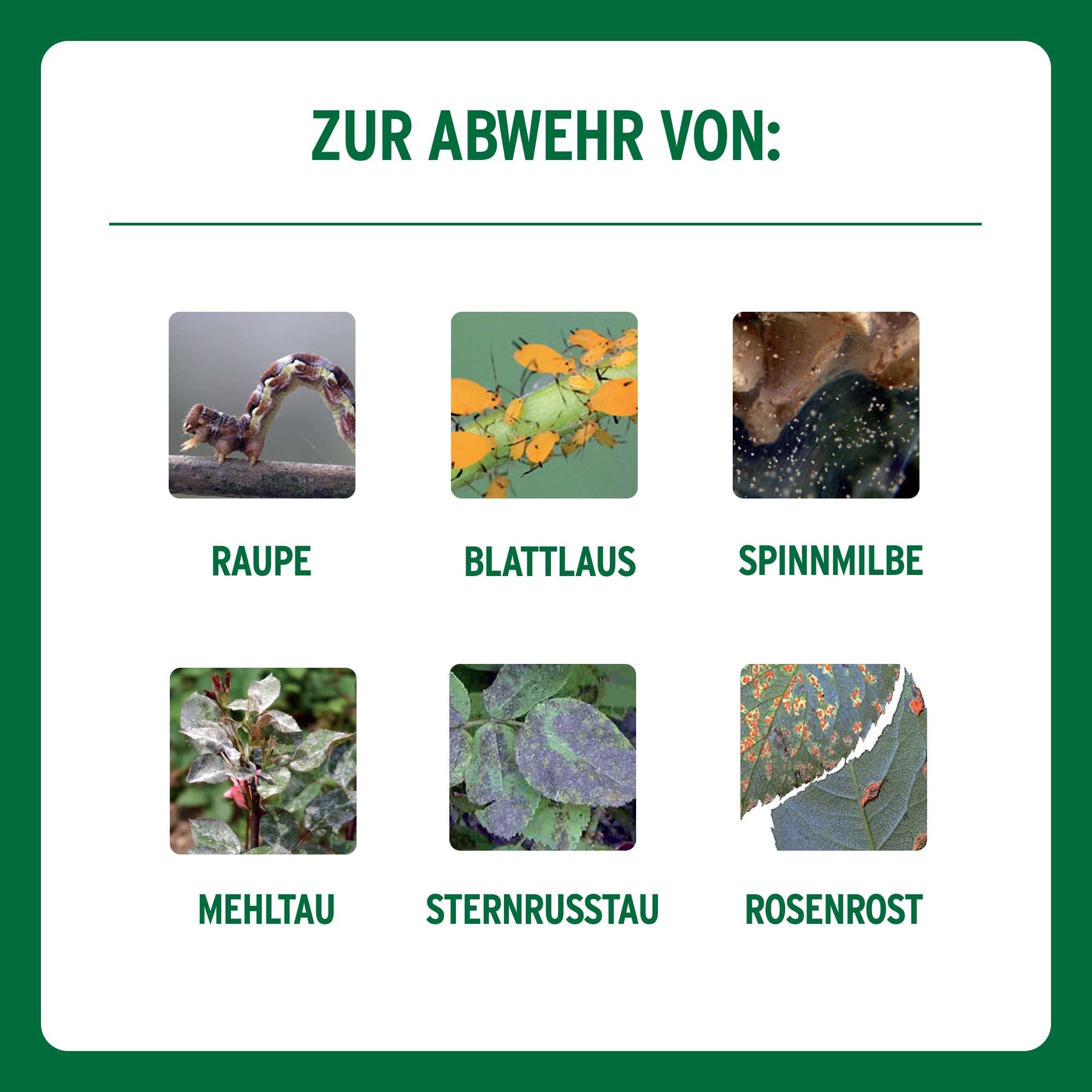 Substral Celaflor Combi-Rosenspritzmittel, 1x15+2x4ml, Rundumschutz für Rosen, gegen Schädlinge und Pilzkrankheiten