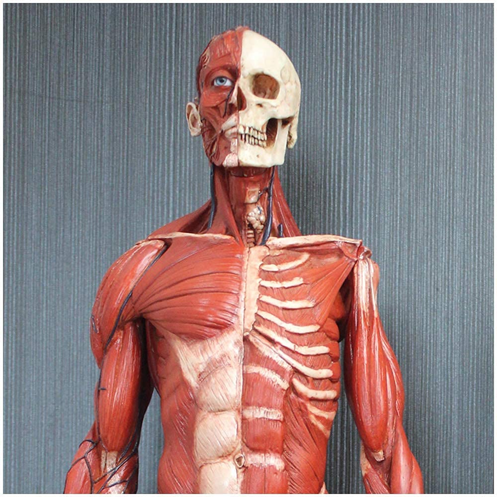 Modele medyczne, figura anatomii człowieka, materiał żywiczny męski model anatomii mięśniowo-szkieletowej ludzki anatomiczny model kości mięśniowej, do nauki rysowania artysty