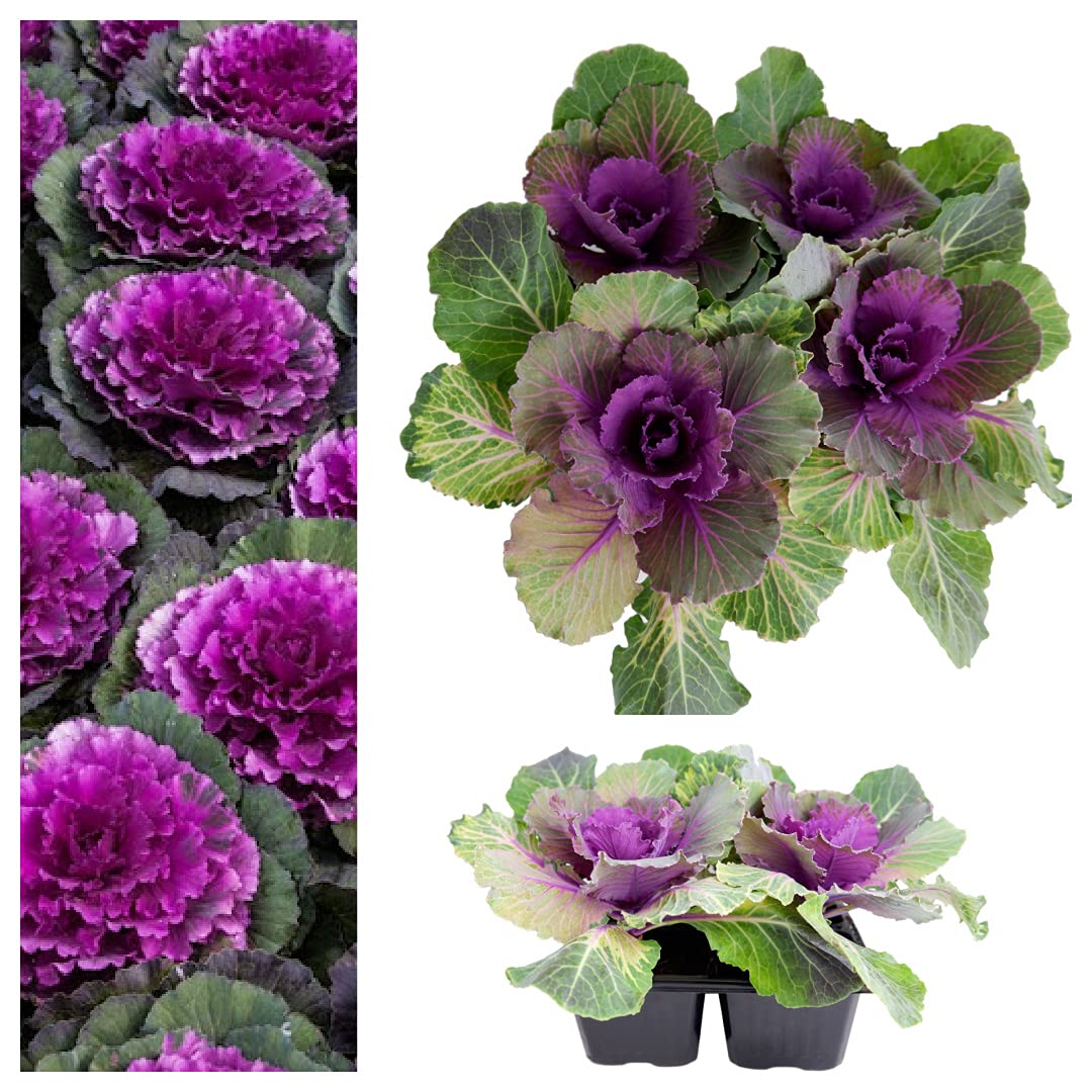 Ornamental Cabbage Red Pigeon - Pack Of 4 Plants – Decorative Cabbage Brassica – Autumn & Winter Ornamental Plant