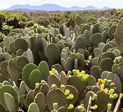 Miniatura 3 de Creation Cultivated - Planta de cactus de tuna oriental (1 almohadilla de corte)  Opuntia humifusacactus vivocactus resistente al invierno - Zona 6